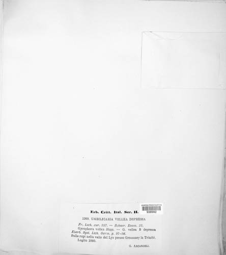 Umbilicaria vellea image
